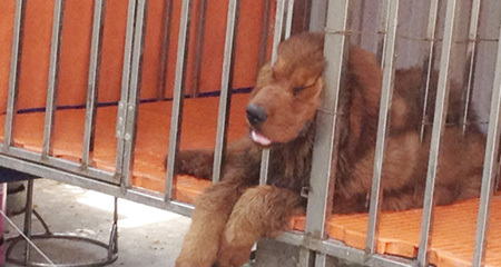 Khốn khó, dân chơi mang cả chó cảnh đi cầm cố