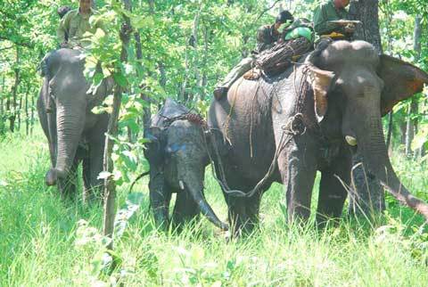 Thả voi dính bẫy về rừng