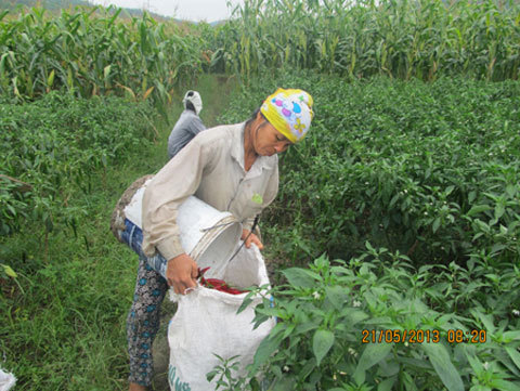 Ớt tăng giá gấp 10 lần