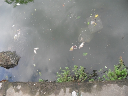 Lềnh phềnh như... cá Hồ Tây