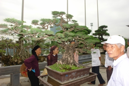 Những 'chiêu độc' trong giới chơi cây cảnh