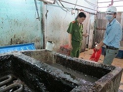 Tai heo tẩm nhựa thông thành đồ nhậu giòn thơm