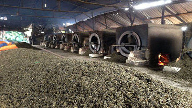 Công nghệ biến bã trà thải thành trà nguyên chất