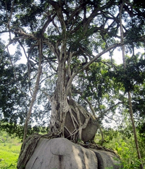 Từ chối tiền tỷ, cả làng giữ cây sanh độc nhất vô nhị