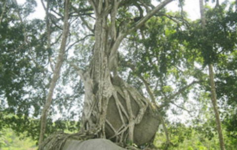 Cây sanh độc nhất vô nhị từ chối tham vọng “đại gia“