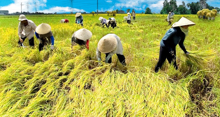 Nông nghiệp Việt Nam tái tạo lại guồng máy