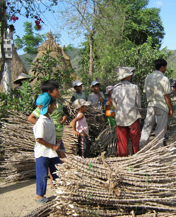 Thương lái lùng sục thu mua thân cây sắn