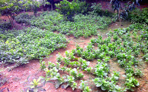 Đặt mua cả đàn gà, vườn rau đưa về phố