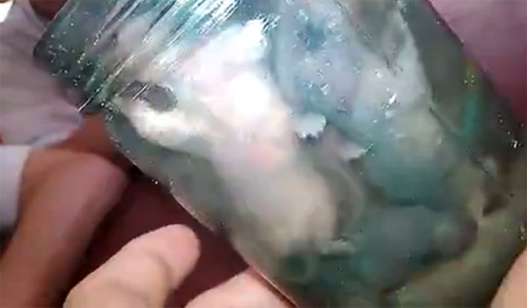 Chế rượu ngâm chuột ghê rợn