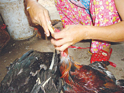 Chiêu tăng trọng gà lợn kinh điển của tiểu thương