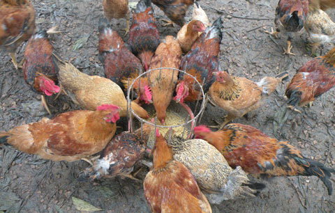 Chung cư lập nhóm ‘săn’ đồ sạch chia nhau