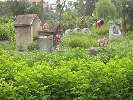 Rau nghĩa địa, càng gần mộ càng xanh tốt