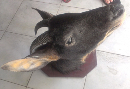 'Dính chưởng' thần dược mua qua mạng