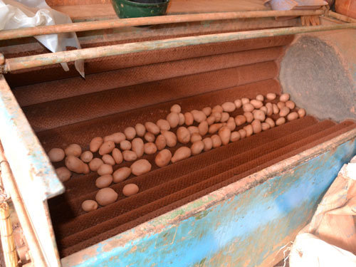 Nhuộm khoai tây TQ thành Đà Lạt bằng... máy