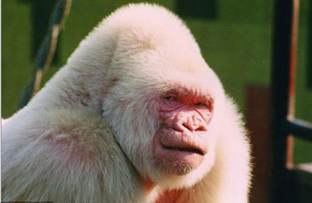 Tại sao khỉ bạch tạng giữa dòng dõi đột biến độc nhất của loài?
