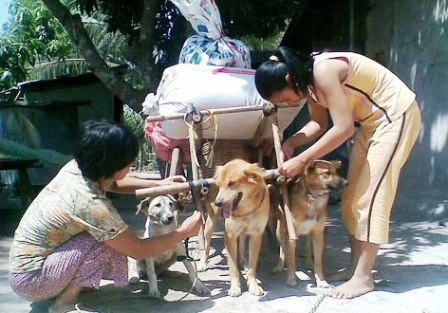 Cỗ xe tam khuyển độc đáo của bà lão nghèo