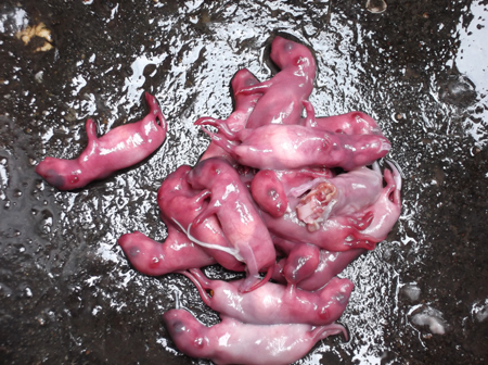 Kinh hoàng đặc sản lẩu chuột bao tử