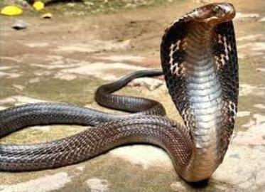 Cứu bé 10 tuổi suýt chết vì bị rắn cắn