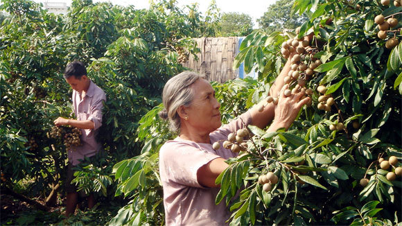 Nhãn lồng Hưng Yên trĩu quả, lại bị ép giá