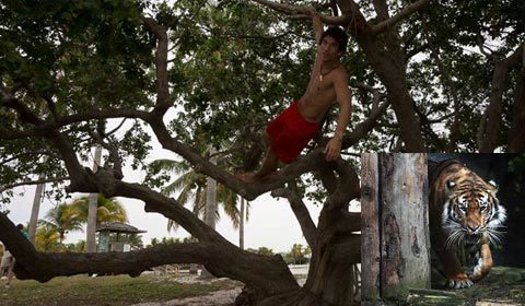Độc chiêu dụ hổ giải cứu người mắc kẹt trên cây