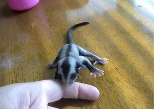 Chi tiền triệu mua sóc bay bé như ngón tay