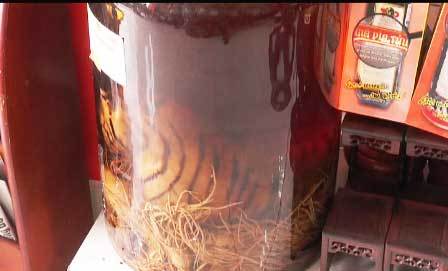 Phát hiện 'hổ con ngâm rượu' ở công ty bán cao ngựa