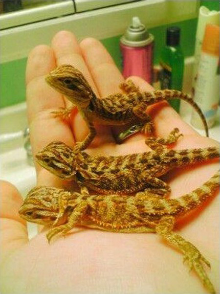 Nuôi thú cưng tí hon tiền triệu mới sành điệu