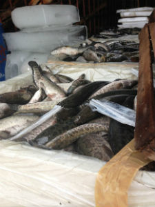 Rùng mình trước thủy sản tươi sống Trung Quốc lậu