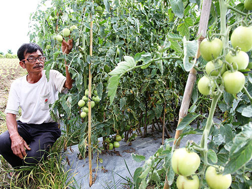 'Chết' vì cây giống Trung Quốc