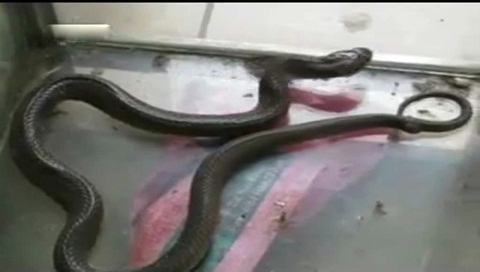 Rắn gần 1kg cũng 'nhập viện' sau khi cắn người