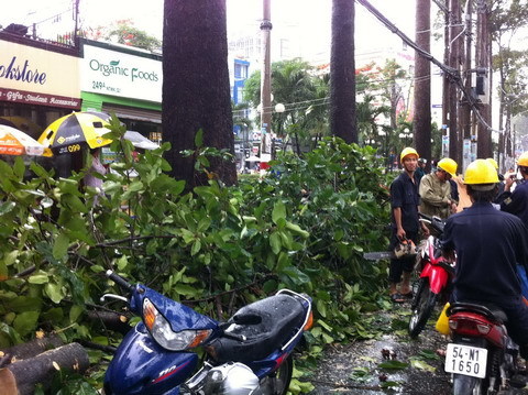 Nhánh cây rơi trúng taxi, 4 người thoát chết hi hữu