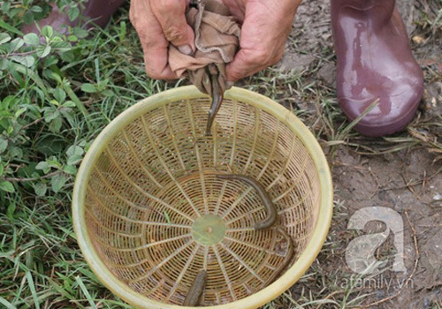 Người Hà Nội rủ nhau đi săn đỉa để bán