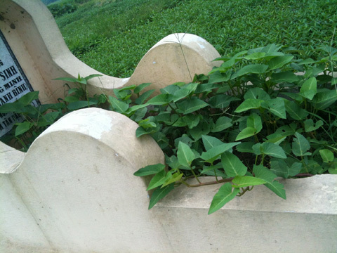 'Rau muống nghĩa địa' ở Thủ đô