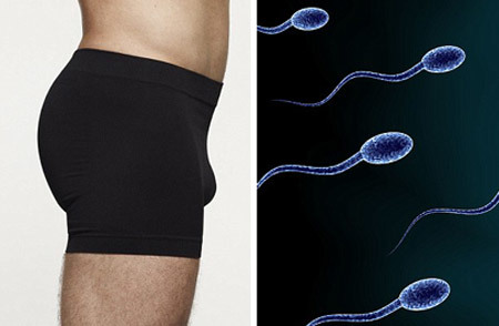 cậu nhỏ, dương vật, tinh hoàn, tinh trùng, con giống, phát hiện, khám phá, cơ quan vị giác