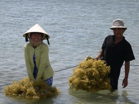 Thạch rau câu, bài ca nông sản Việt