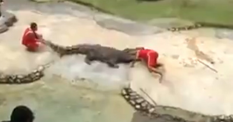 Hút chết vì biểu diễn chui đầu vào hàm cá sấu