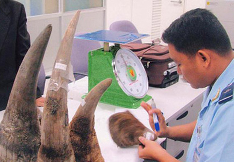 Có bảo kê đưa sừng tê giác vào Việt Nam