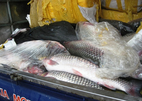 Chữ Trung Quốc trên bao bì 700kg cá trắm lậu