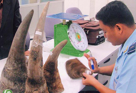 Có bảo kê đưa sừng tê giác vào Việt Nam