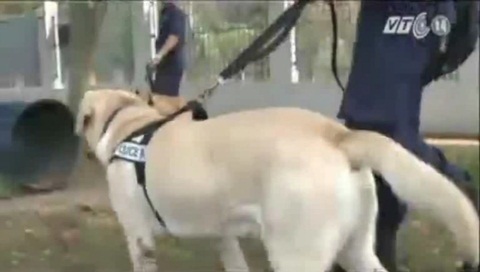 Xem 'đặc nhiệm 4 chân' bắt trùm ma tuý