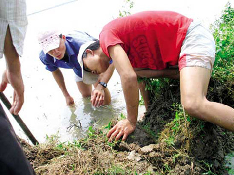 Bí ẩn nào sau “cơn sốt”… đỉa?