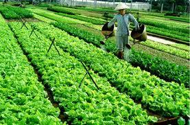 Rau nhiễm độc, miền Bắc đứng đầu