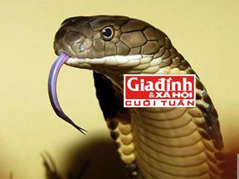 Đánh đu sinh mạng với những thú cưng tiền tỉ