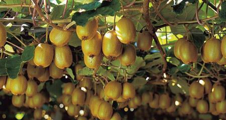 'Ngoại giao kiwi'