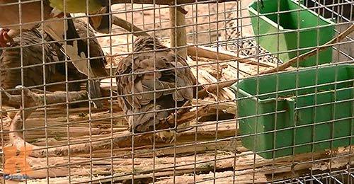 nhậu, đọc, hoang dã, chuột