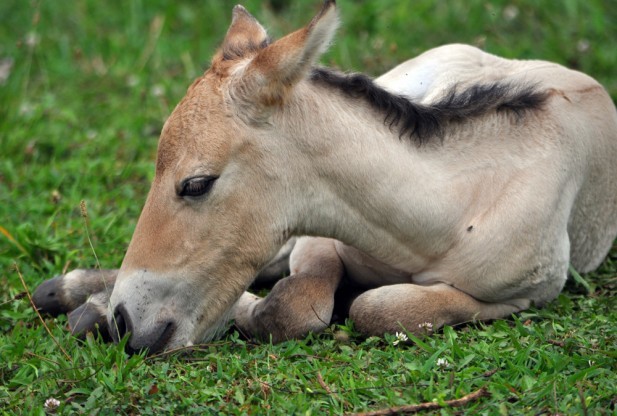 chú ngựa, phương pháp thụ tinh ống nghiệm, sinh ra, bảo tồn động vật