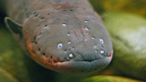 Xem thổ dân Amazon bắt lươn điện khổng lồ