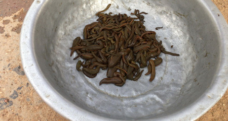 Chính quyền không thể cấm dân buôn đỉa