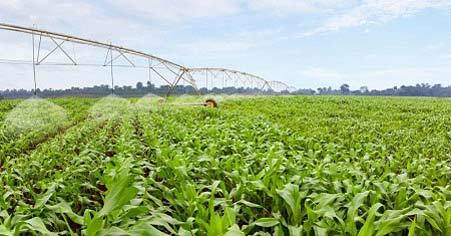 Miễn nhiễm với sữa độc nhờ nguyên liệu nội