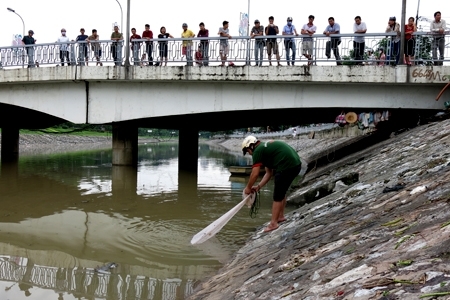 Đổ xô đi bắt cá trên sông Tô Lịch